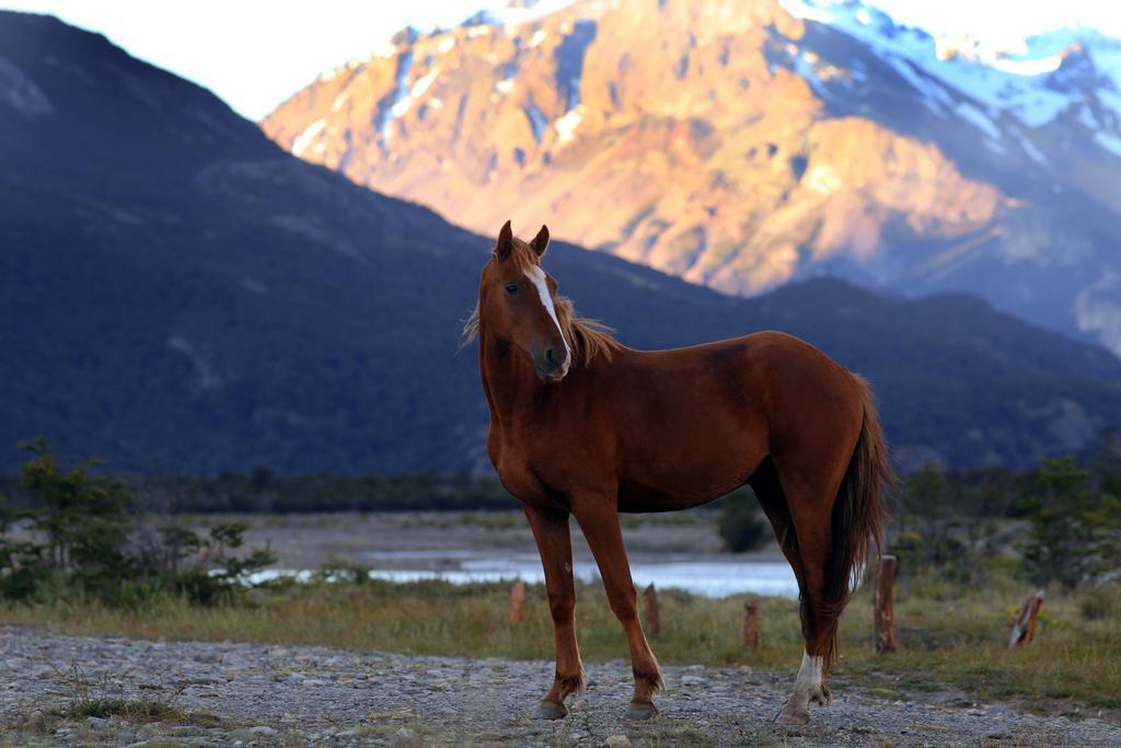 Los Cerros del Chaltén Boutique Hotel Extérieur photo